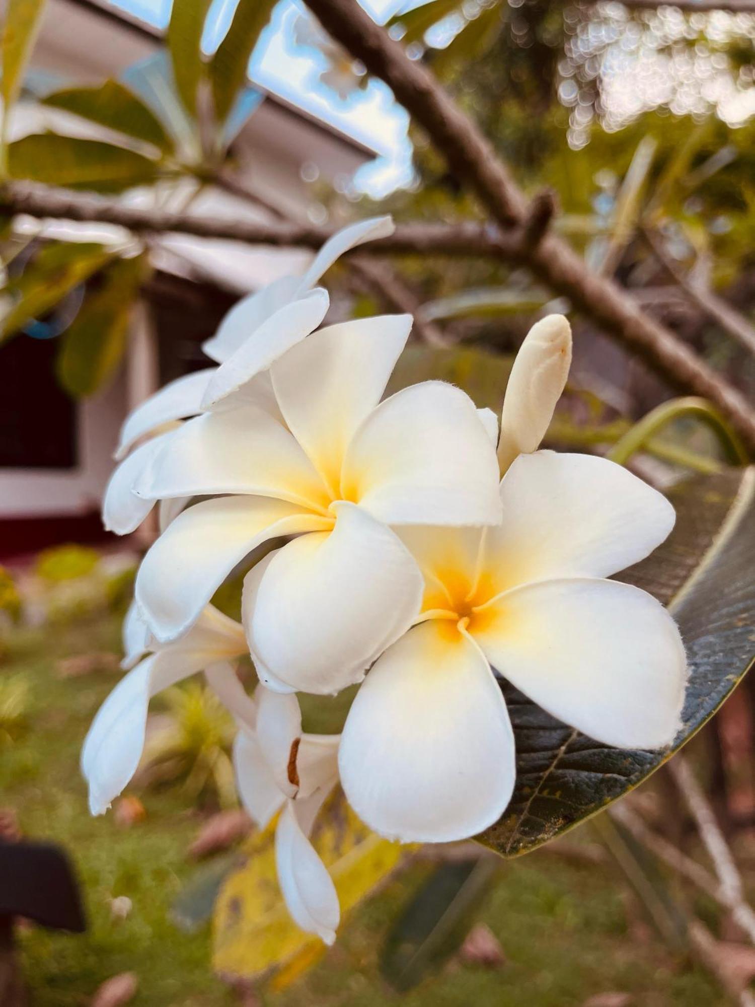Unawatuna White Villa Eksteriør bilde